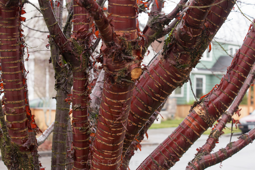 tree-red-bark